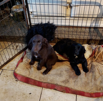 cockerpoo puppies for sale