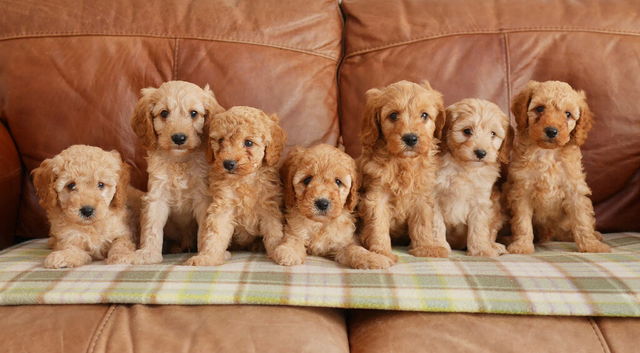 Beautiful Health Tested F1b Cavapoo Puppies