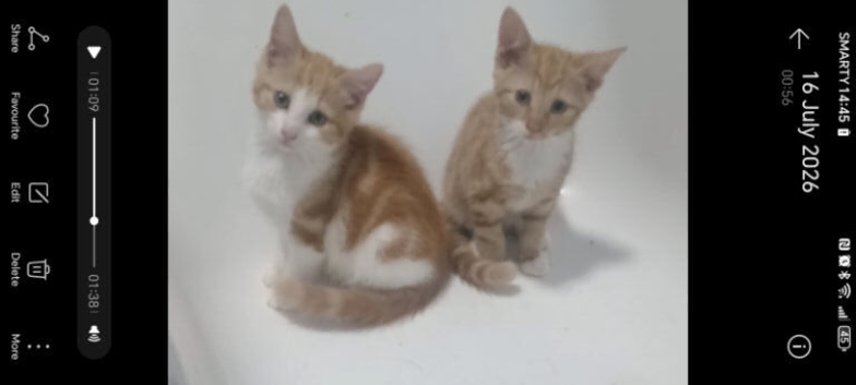 Ginger & White Kittens | 2 Males Available