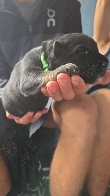 German shepherd puppies