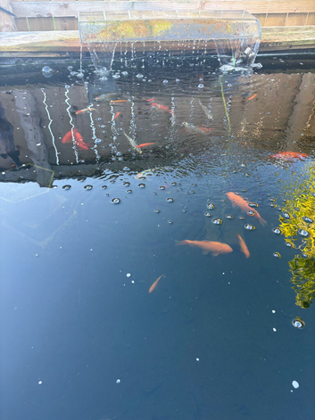 Pond fish