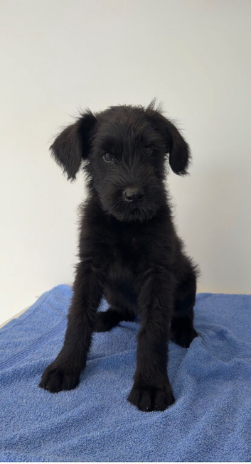 Working line Giant schnauzer puppies