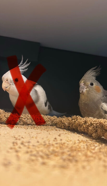 Cockatiel female