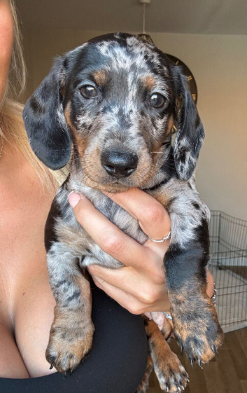 3 beautiful dachshund puppies