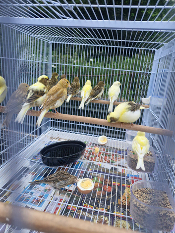 Canaries for sale