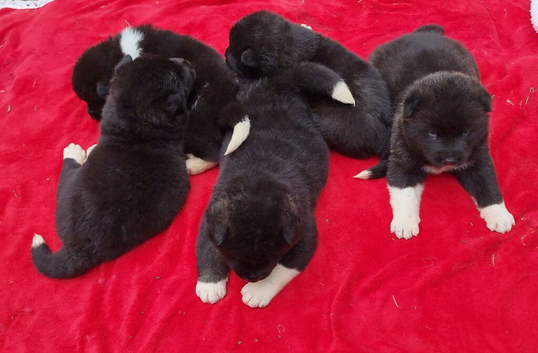 American Akita Chunky Bears