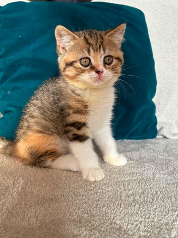 READY NOW - 2 stunning british shorthair girls left