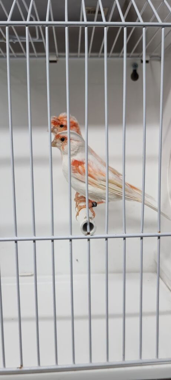 Stafford canary pair