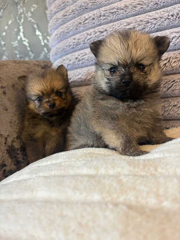 3 beautiful Pomeranian pups