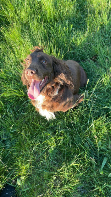 Cocker spaniel