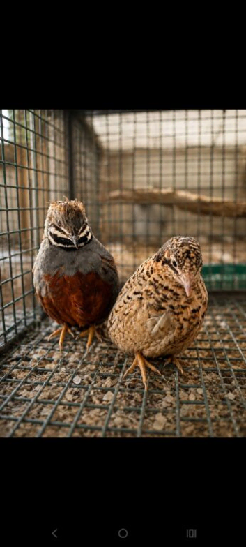 World's smallest quail