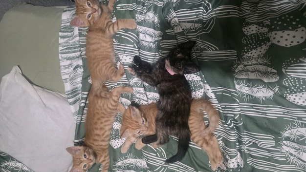 Kittens ready beginning july!
