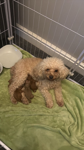 Cavapoo