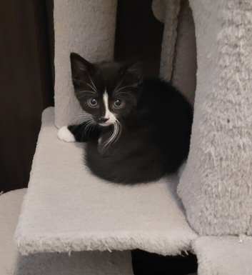 1 female kitten for sale
