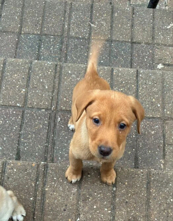Stunning Labrador Retriever Puppies &ndash; 4 Boys & 5 Girls &ndash; Ready from 12th March 2026