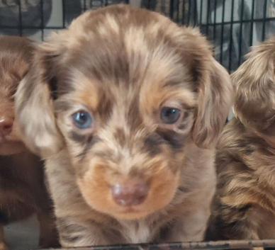 Gorgeous longhair dachsund puppies available