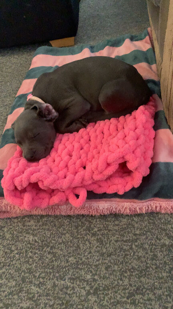 Cane corso x Staffordshire