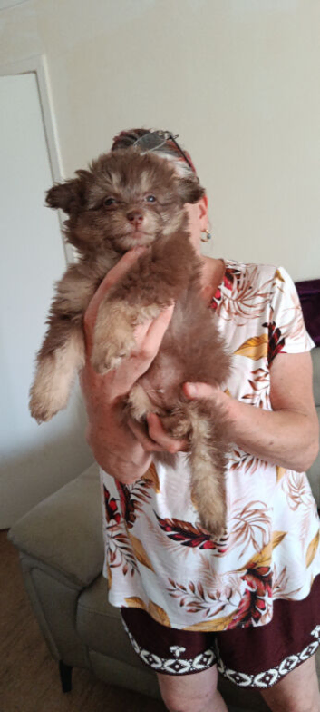 Chinese Crested Powder Puff &times; Pomeranian Puppies &ndash; 10 Weeks | 4 Boys & 1 Girl | &pound;400