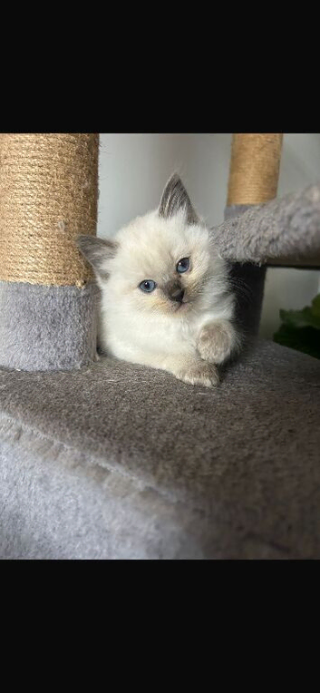 Little Kitten