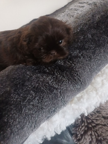 ready now 1 imperial shih tzu boy and mum