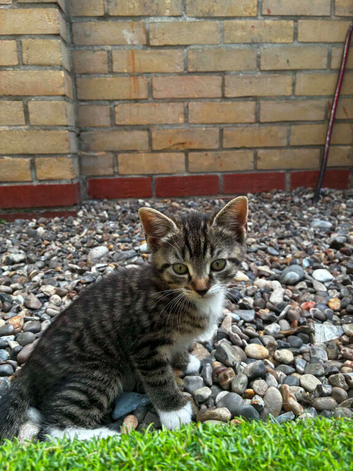 Little kittens
