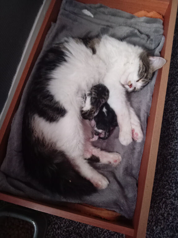2 kittens for sale 1 boy, 1 girl