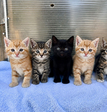 Cat and kittens