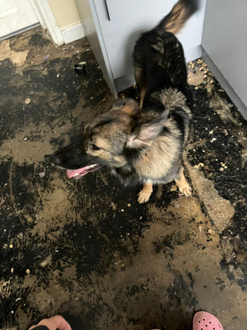 10 month old shepsky female