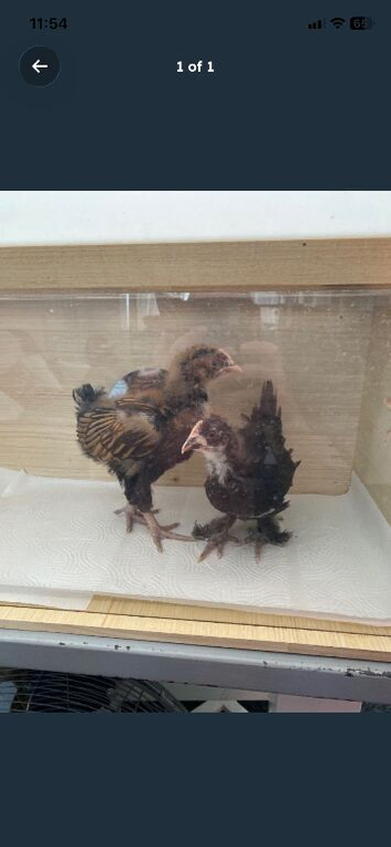 2 x 4 wk old pure breed male chickens for sale
