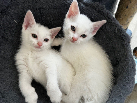 Beautiful white kittens