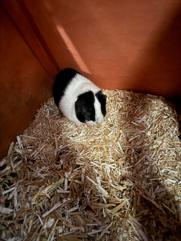 2 boar guinea pigs