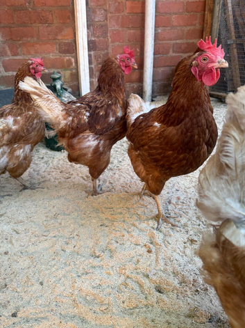 Laying hens