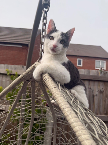 Urgent Rehoming: Sweet 6-Month-Old Male Kitten