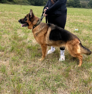 Female German shepherd