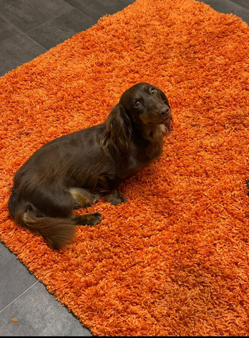 Beautiful long haired female dachshund