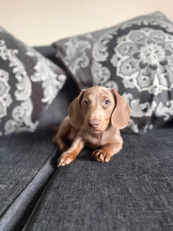 Kc registered miniature dashound