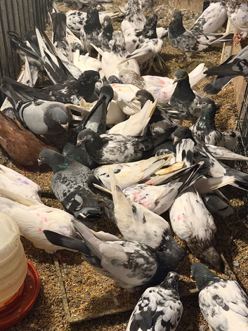 Pakistani highflying pigeons