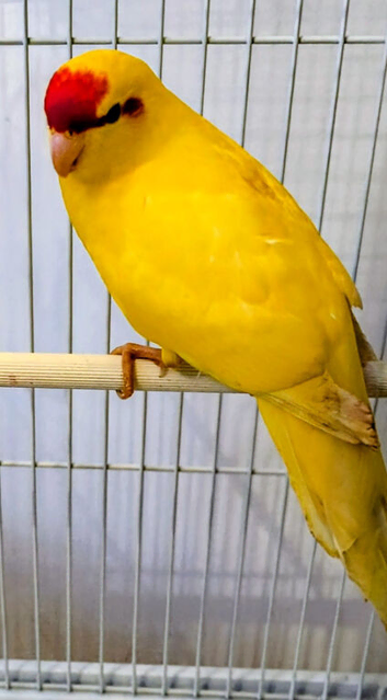 Yellow, Red Crowed male Kakariki