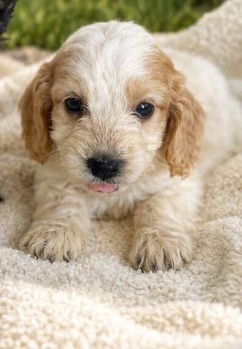 4 beautiful cockapoos left