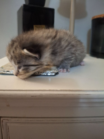 Kitten tiger striped