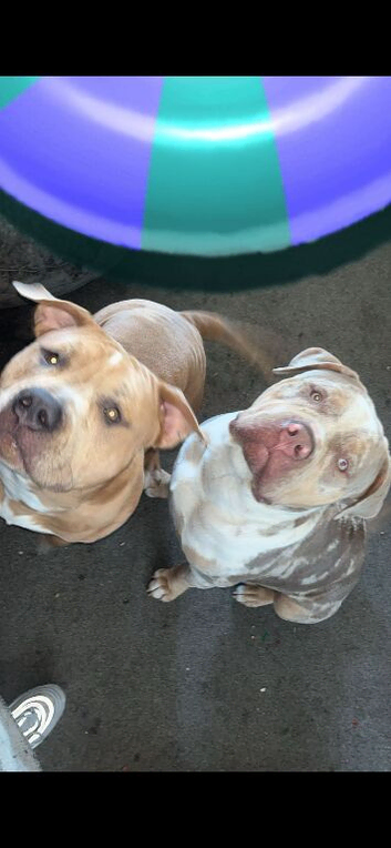 2 Beautiful Bully Brother&rsquo;s Forever Home Only.