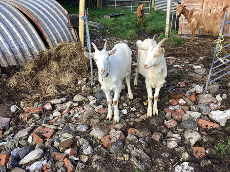 2 Delightful wethers. 2 years old. Golden guernseyxSaanen
