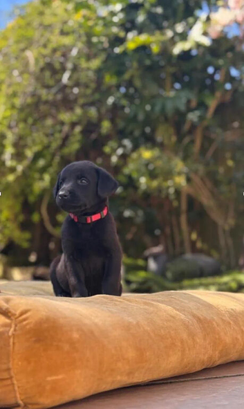 Labrador Puppies Last two of Litter
