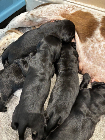 Speingador puppies
