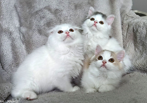 Lovely Scottish fold and straigh kittens