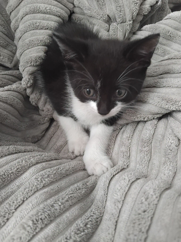 Kittens