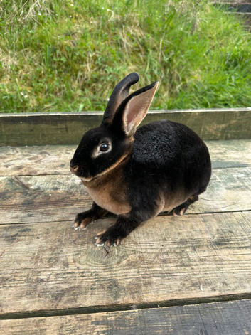 Stunning litter of rex rabbits