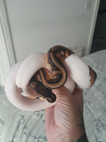 Royal pythons for sale