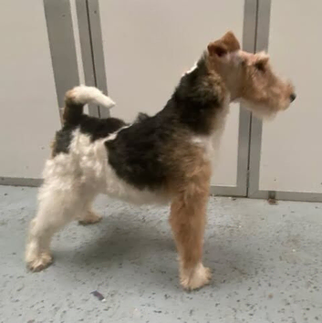Wire haired Fox terrier at stud. kennel club registered.