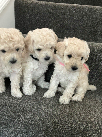 Cream toy poodle puppies